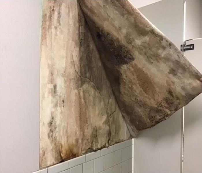 Major mold growth found behind commercial bathroom wallpaper