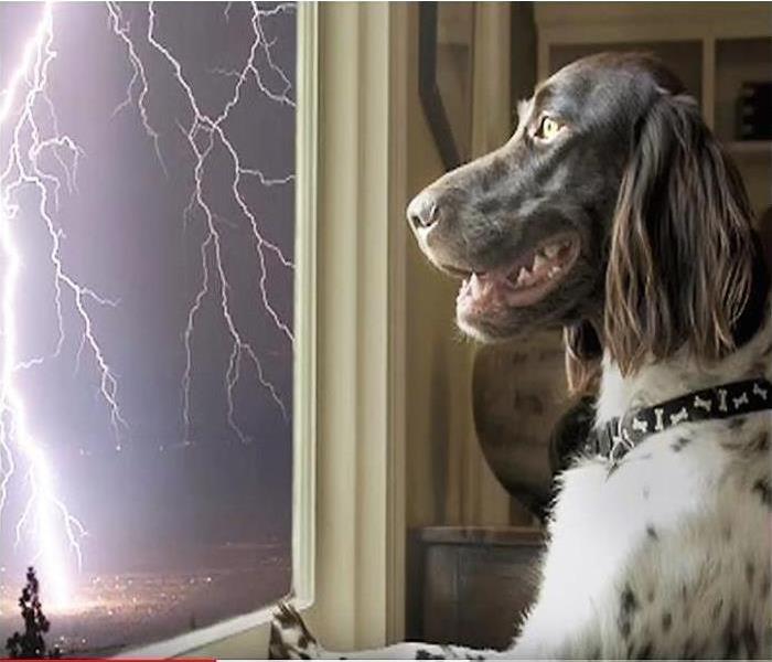 Dog staring at a storm through a window
